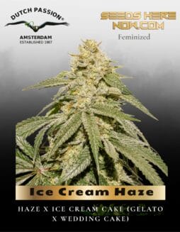 Ice Cream Haze (Feminized) (space) Dutch Passion