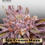 Ice Cream Haze (Regular) - Dutch Passion