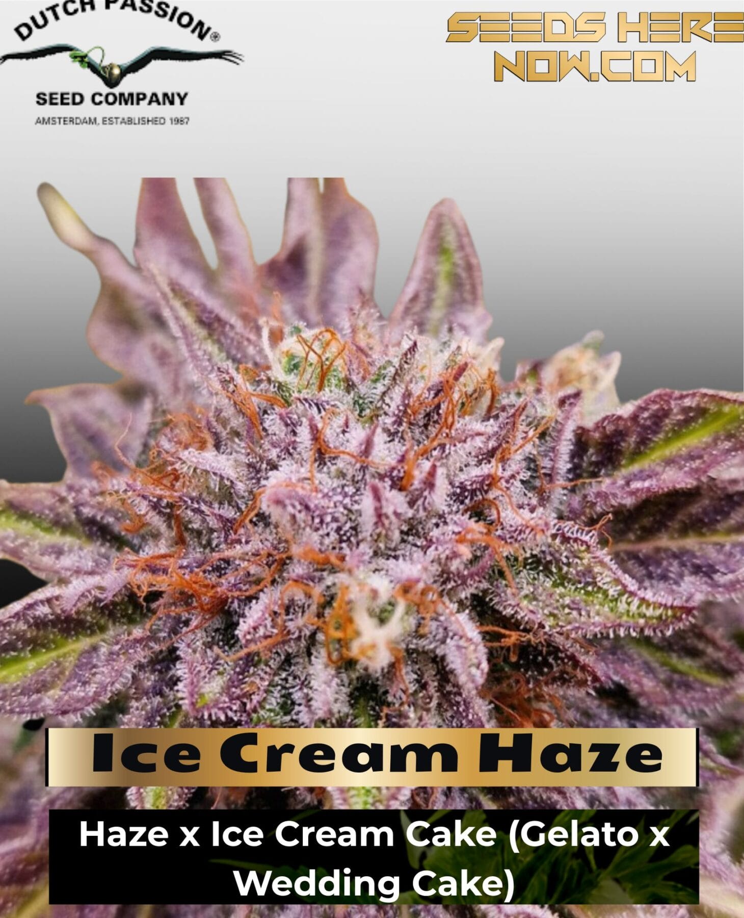 Ice Cream Haze (Regular) - Dutch Passion