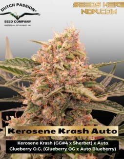 Kerosene Krash Auto (Feminized) (space) Dutch Passion