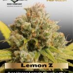 Lemon Z (Feminized) - Dutch Passion