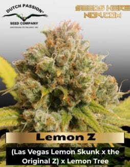 Lemon Z (Feminized) (space) Dutch Passion