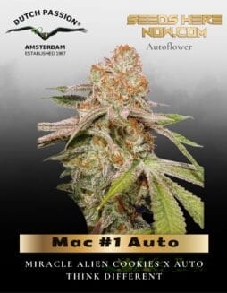 Mac #1 Auto (Feminized) (space) Dutch Passion