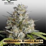 Melonade Runtz Auto (Feminized) - Dutch Passion