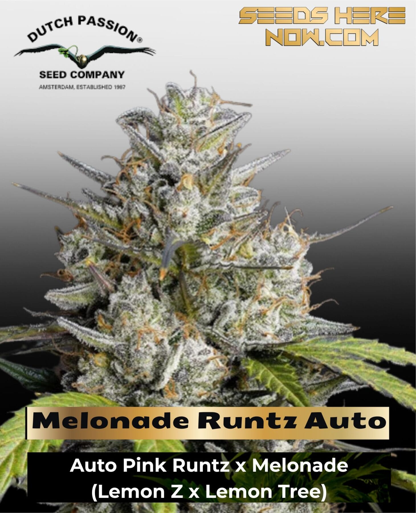 Melonade Runtz Auto (Feminized) - Dutch Passion