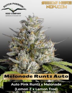 Melonade Runtz Auto (Feminized) (space) Dutch Passion