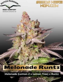 Melonade Runtz (Feminized) (space) Dutch Passion