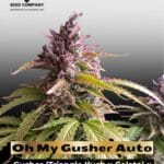 Oh My Gusher Auto (Feminized) - Dutch Passion