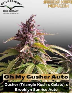 Oh My Gusher Auto (Feminized) (space) Dutch Passion