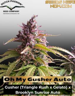 Oh My Gusher Auto (Feminized) (space) Dutch Passion