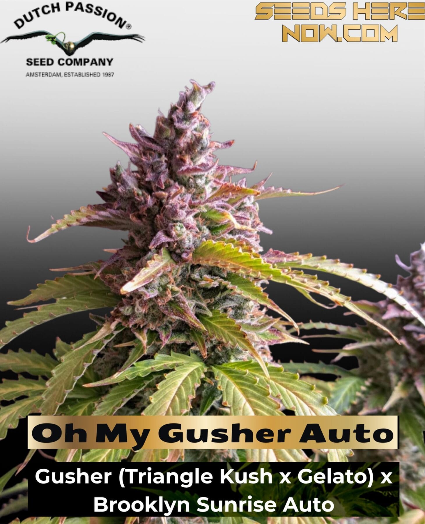 Oh My Gusher Auto (Feminized) - Dutch Passion