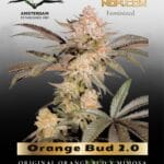 Orange Bud 2.0 (Feminized) - Dutch Passion