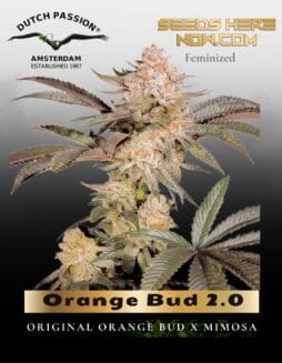 Orange Bud 2.0 (Feminized) (space) Dutch Passion