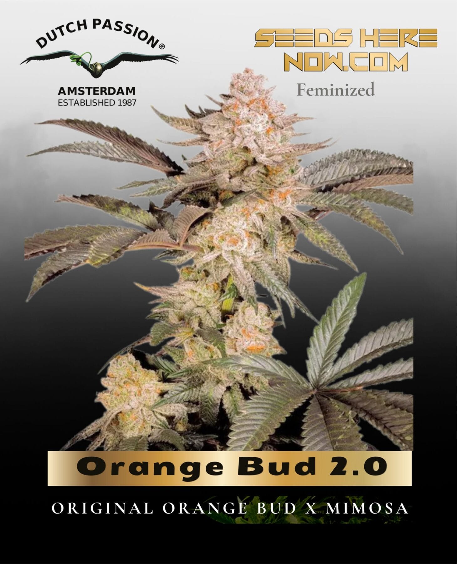 Orange Bud 2.0 (Feminized) - Dutch Passion