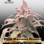 Pink Banana Runtz Ltd Edition (Feminized) - Dutch Passion