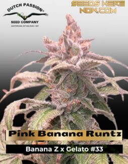 Pink Banana Runtz Ltd Edition Feminized Seeds (space) Dutch Passion