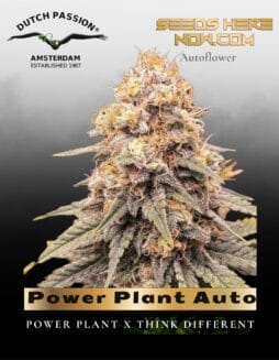 Power Plant Auto (Feminized) (space) Dutch Passion