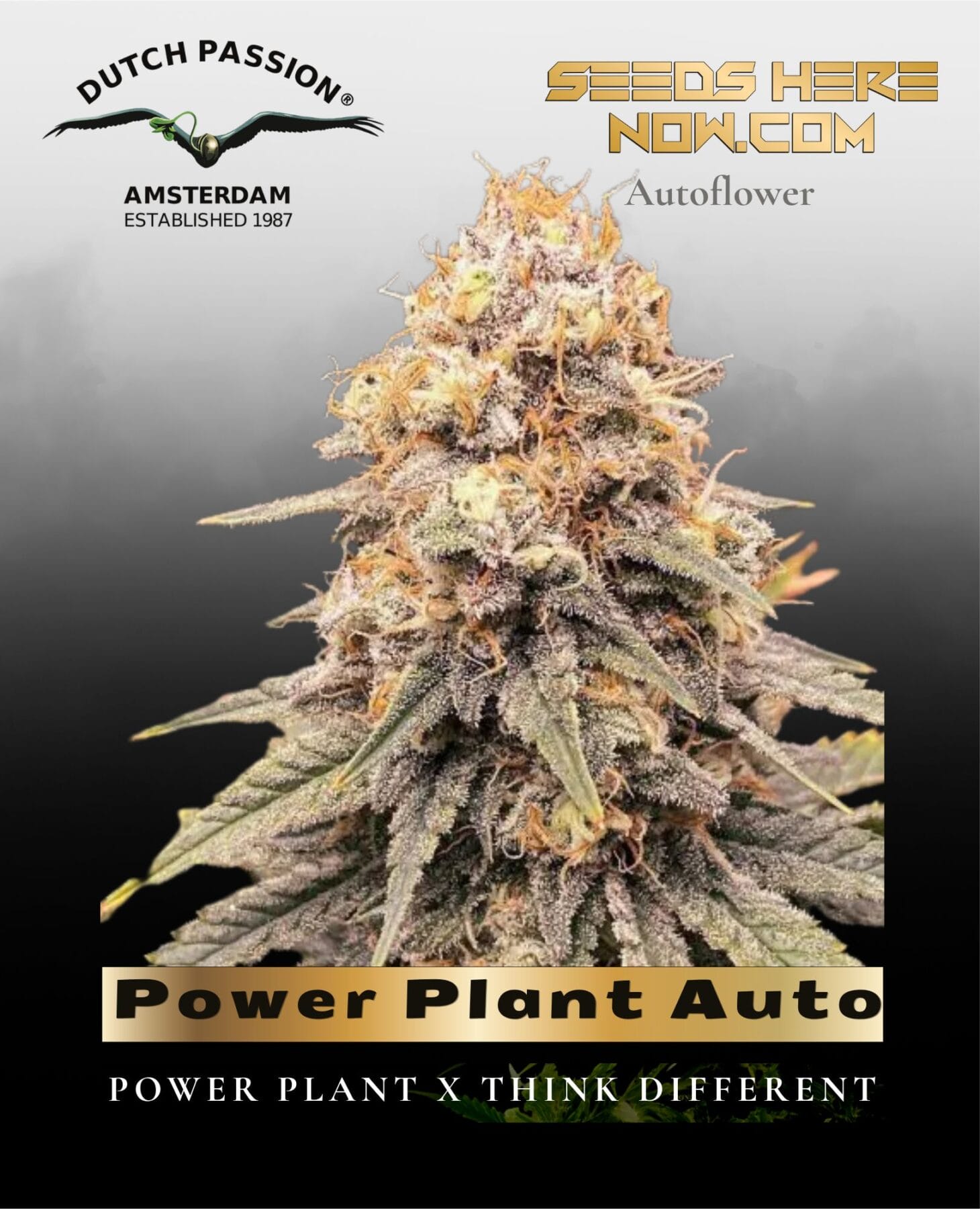 Power Plant Auto (Feminized) - Dutch Passion
