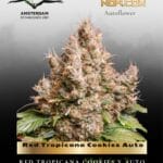 Red Tropicana Cookies Auto (Feminized) - Dutch Passion