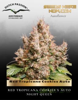 Red Tropicana Cookies Auto Feminized Seeds (space) Dutch Passion
