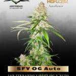 SFV OG Auto (Feminized) - Dutch Passion