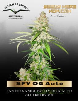 SFV OG Auto (Feminized) (space) Dutch Passion