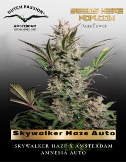 Skywalker Haze Auto (Feminized) (space) Dutch Passion