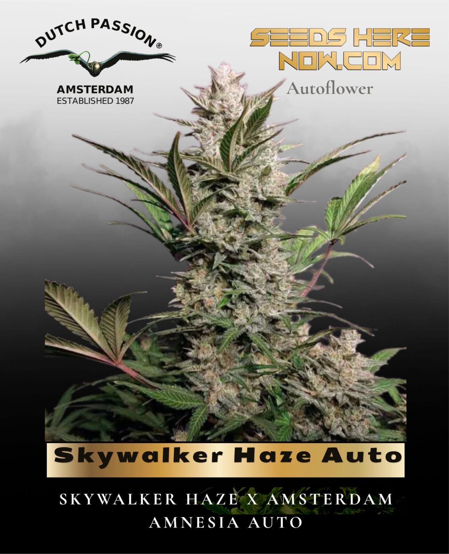 Skywalker Haze Auto (Feminized) - Dutch Passion