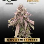 Skywalker Haze (Feminized) - Dutch Passion