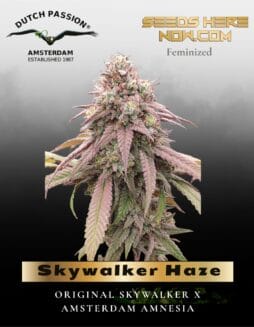 Skywalker Haze (Feminized) (space) Dutch Passion