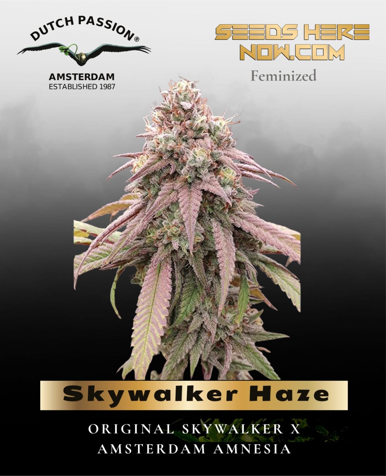 Skywalker Haze (Feminized) - Dutch Passion