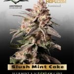 Slush Mint Cake (Feminized) - Dutch Passion