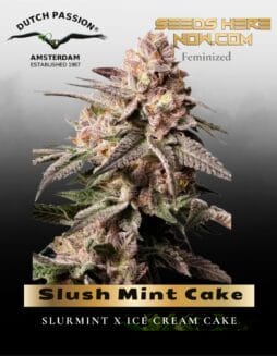 Slush Mint Cake Feminized Seeds (space) Dutch Passion