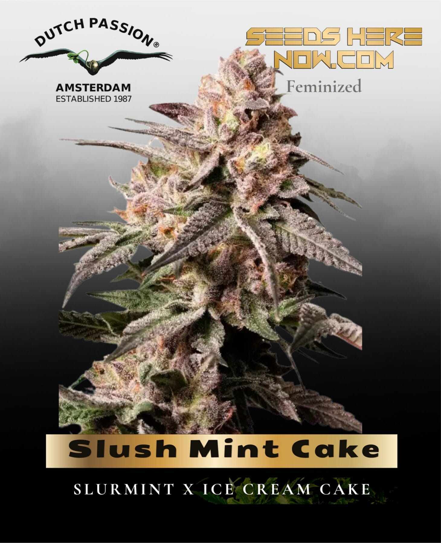 Slush Mint Cake Feminized Seeds - Dutch Passion