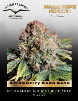 Strawberry Soda Auto Feminized Seeds (space) Dutch Passion