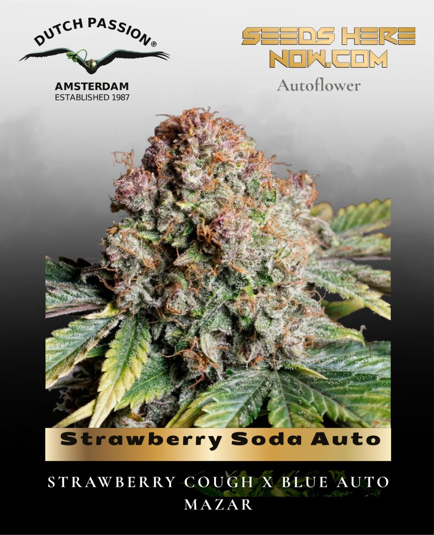 Strawberry Soda Auto Feminized Seeds - Dutch Passion