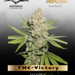 THC-Victory (Feminized) - Dutch Passion