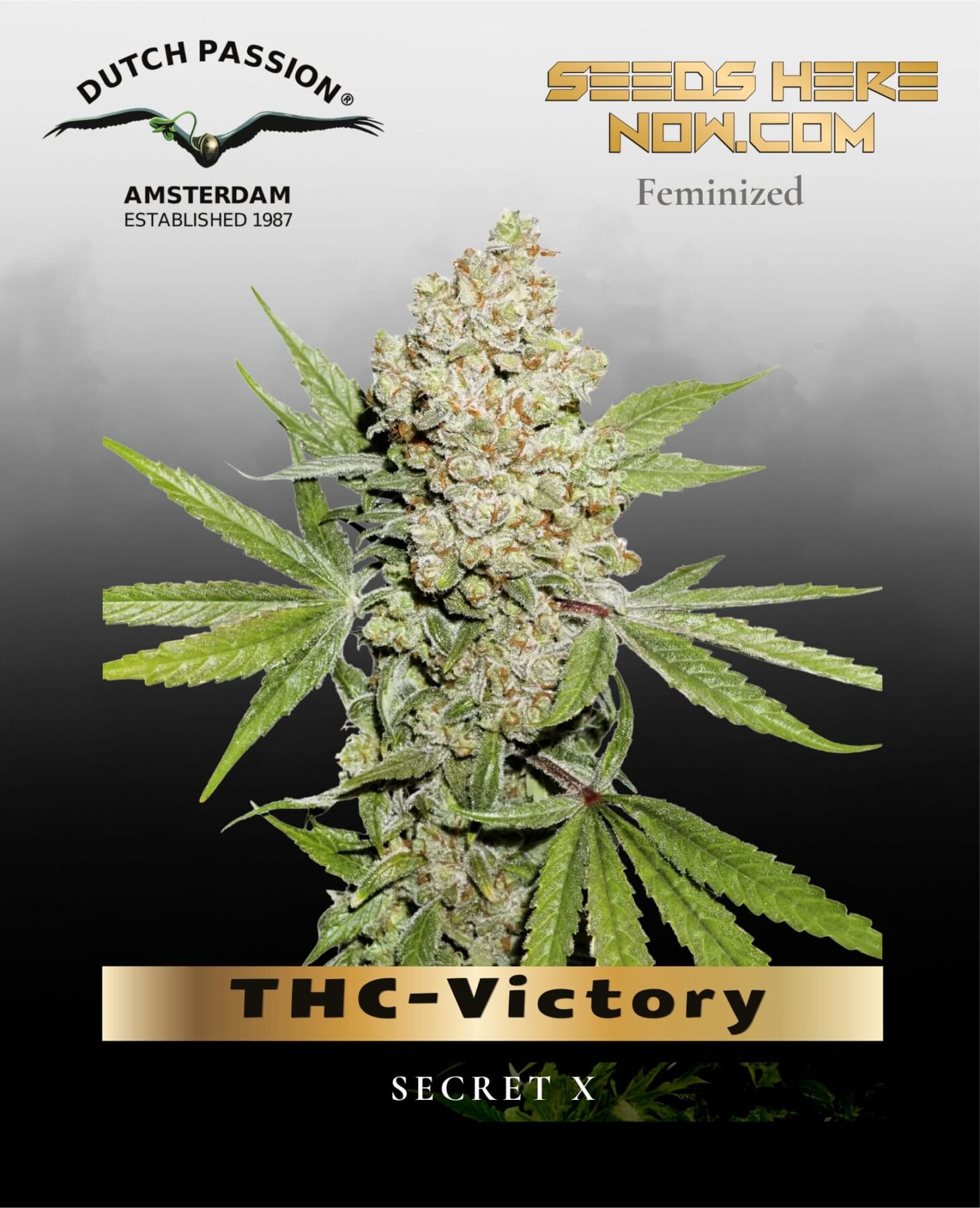 THC-Victory (Feminized) - Dutch Passion