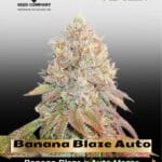 Banana Blaze Auto (Feminized) - Dutch Passion