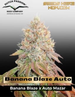 Banana Blaze Auto (Feminized) (space) Dutch Passion