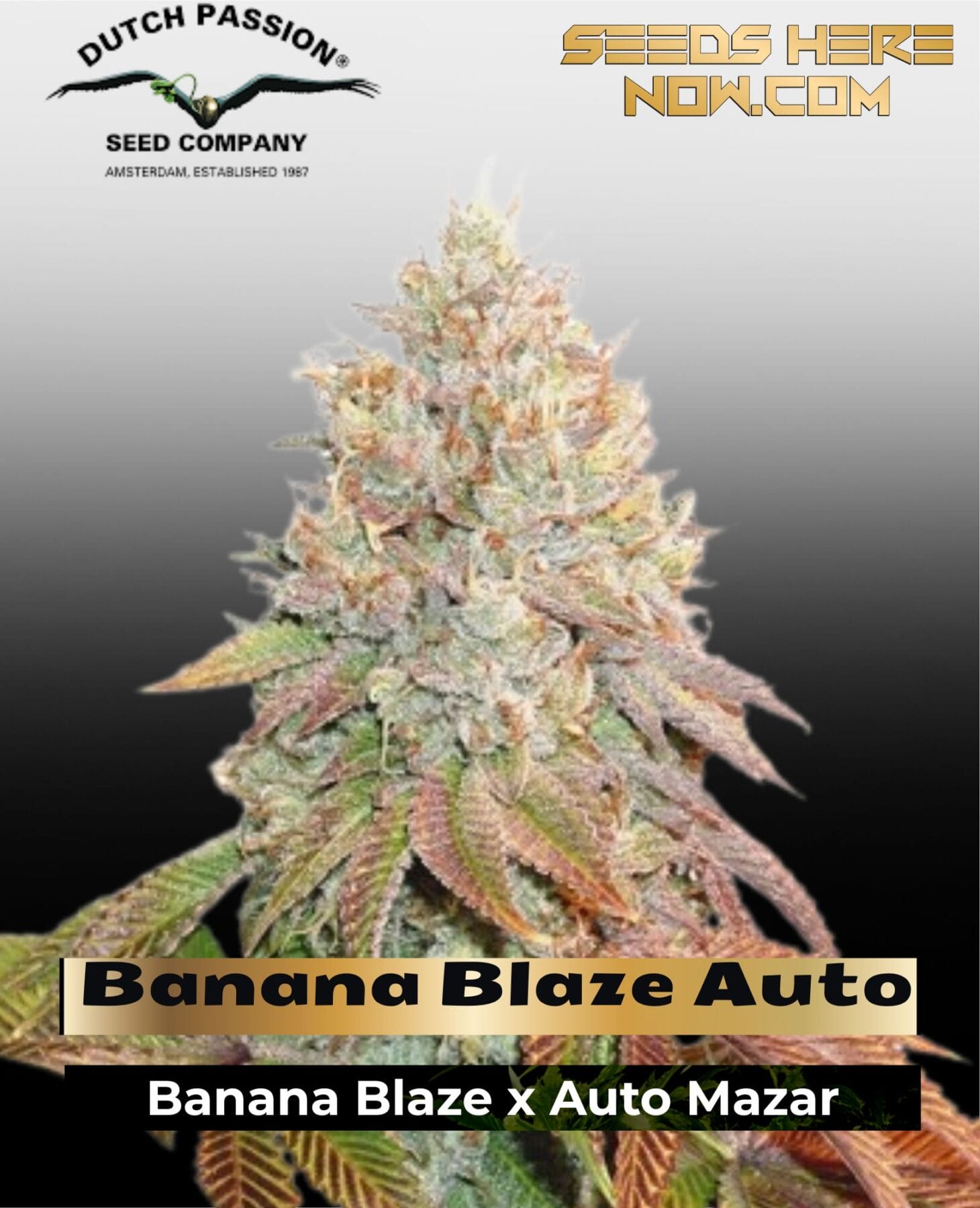 Banana Blaze Auto (Feminized) - Dutch Passion