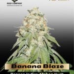 Banana Blaze (Feminized) - Dutch Passion