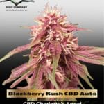 Blackberry Kush CBD Auto (Feminized) - Dutch Passion