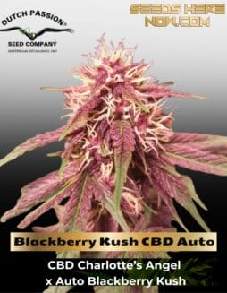 Blackberry Kush CBD Auto (Feminized) (space) Dutch Passion