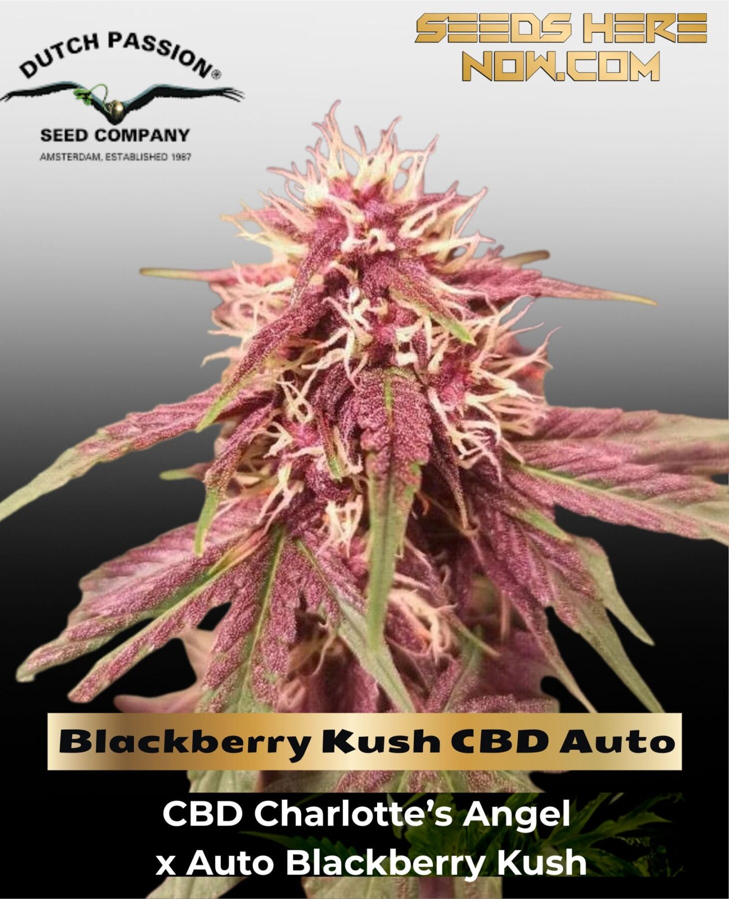 Blackberry Kush CBD Auto (Feminized) - Dutch Passion