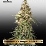 Charlotte's Angel CBD Auto (Feminized) - Dutch Passion