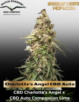 Charlotte's Angel CBD Auto (Feminized) (space) Dutch Passion