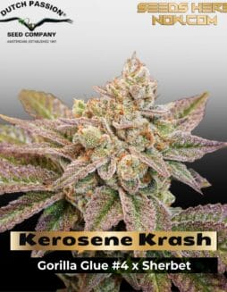 Kerosene Krash (Feminized) (space) Dutch Passion