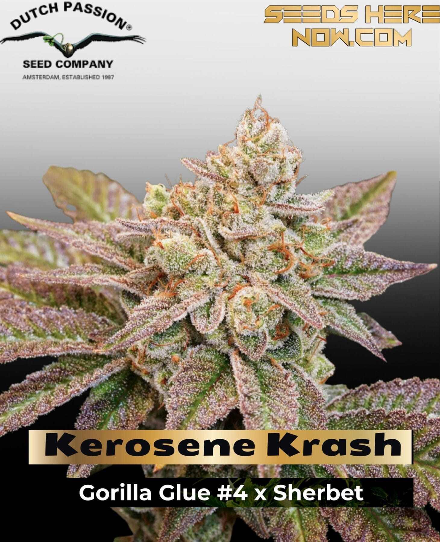 Kerosene Krash (Feminized) - Dutch Passion