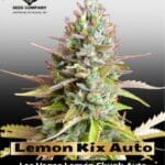 Lemon Kix Auto Feminized Seeds - Dutch Passion
